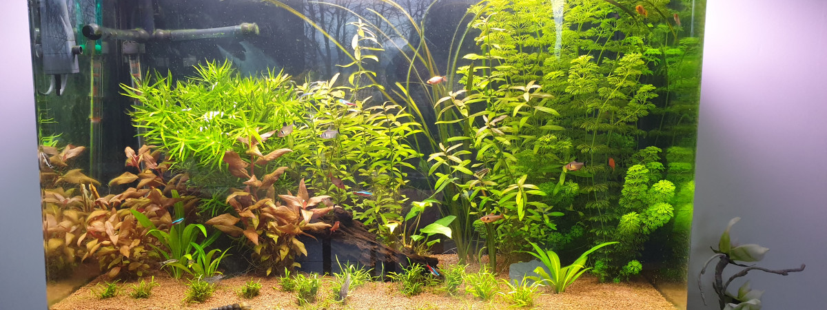 aquarium Osaka 260