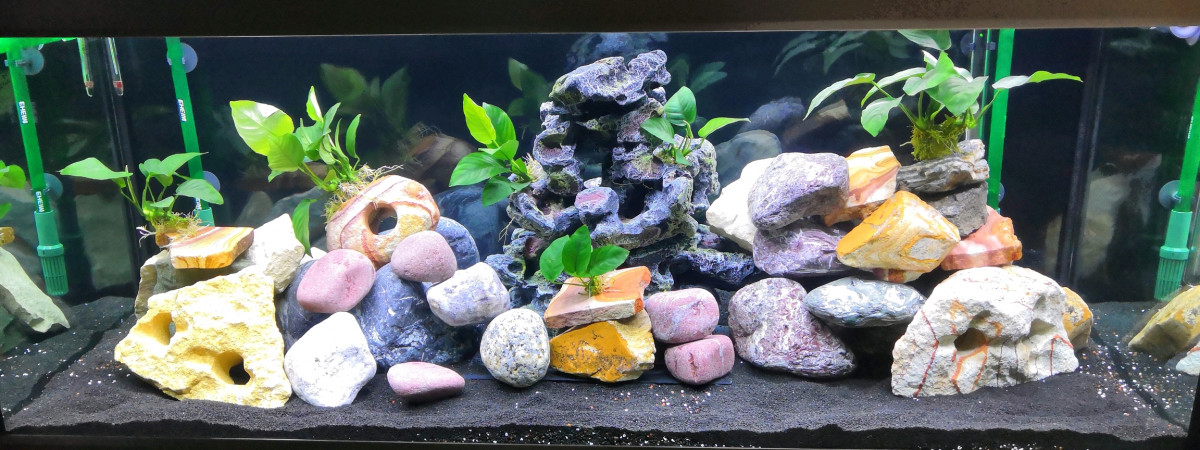 aquarium cichlidés Africain
