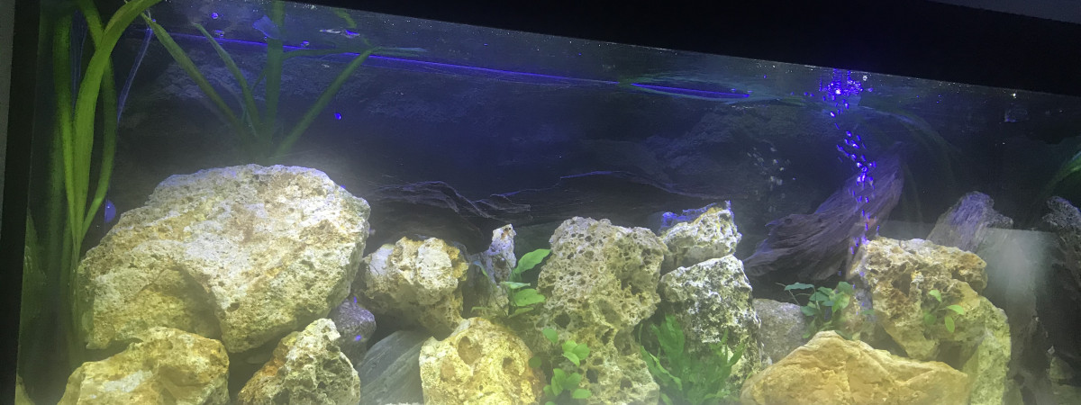 aquarium Lo