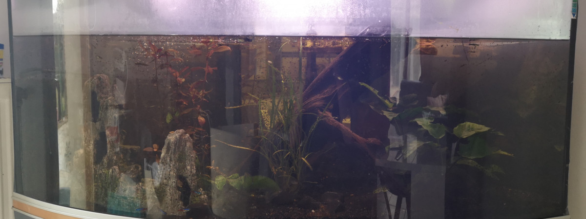 aquarium Eau douce