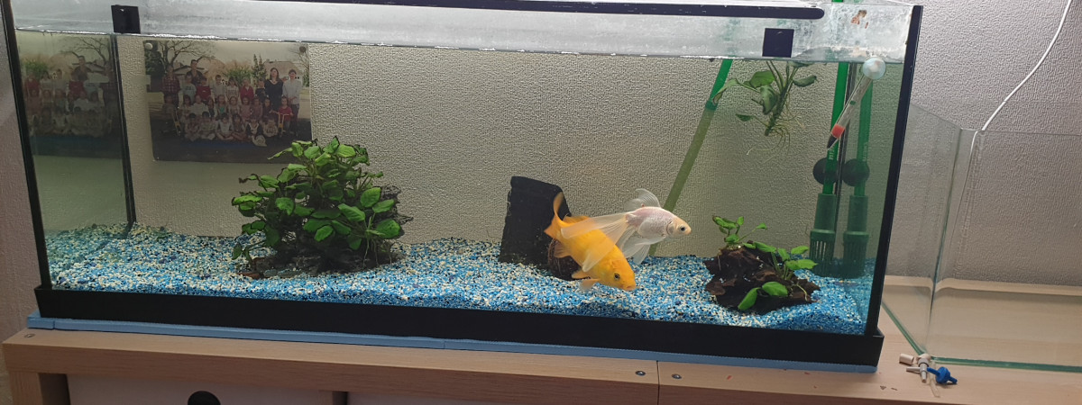 aquarium Les bubulles d Alvin