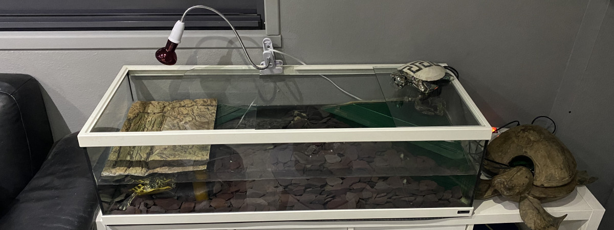 aquarium tortue