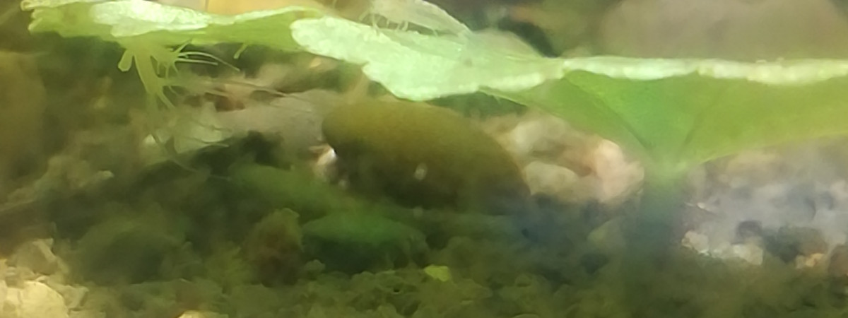 aquarium Aqua BIMRI