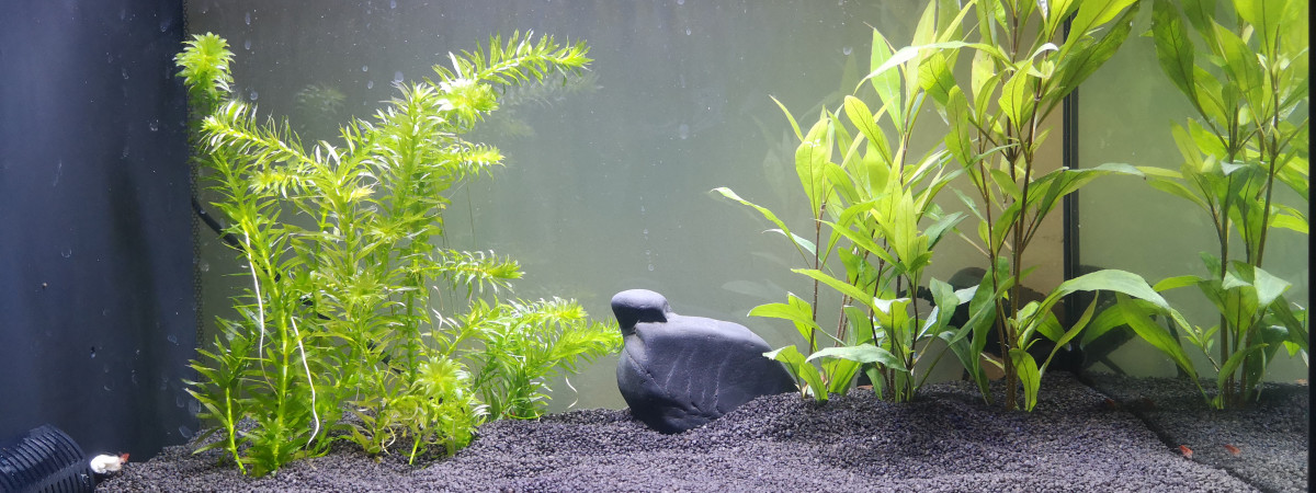 aquarium Fluval Spec 60L