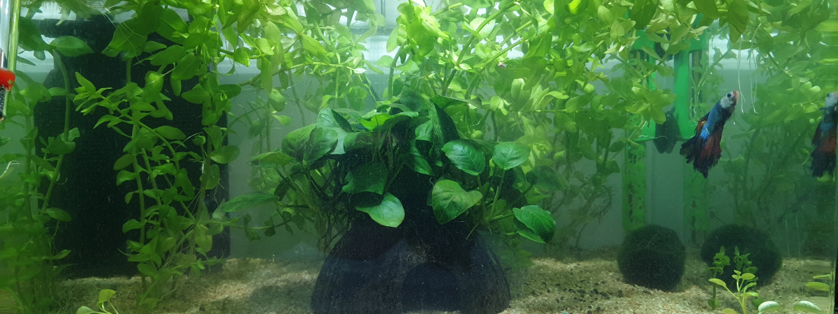 aquarium Betta Halfmoon