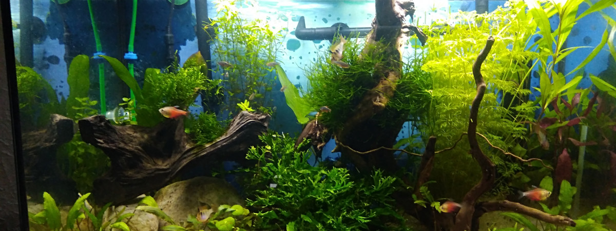 aquarium Tardivel