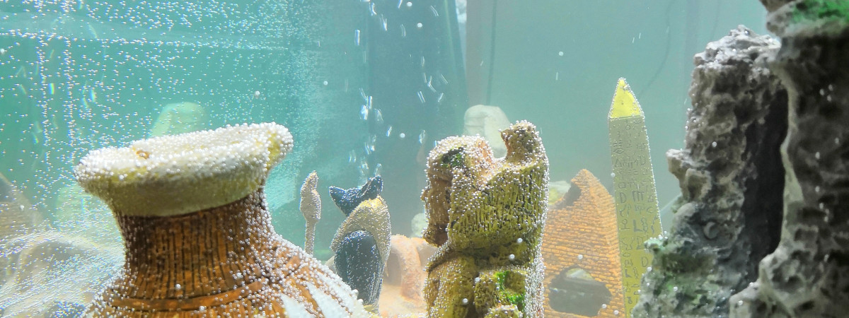 aquarium commun