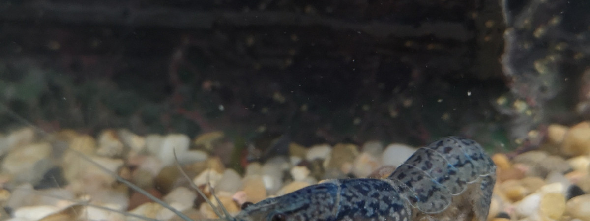 aquarium 30G