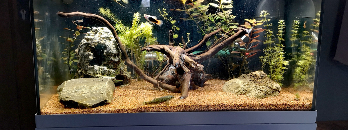 aquarium Aquatlantis 60L