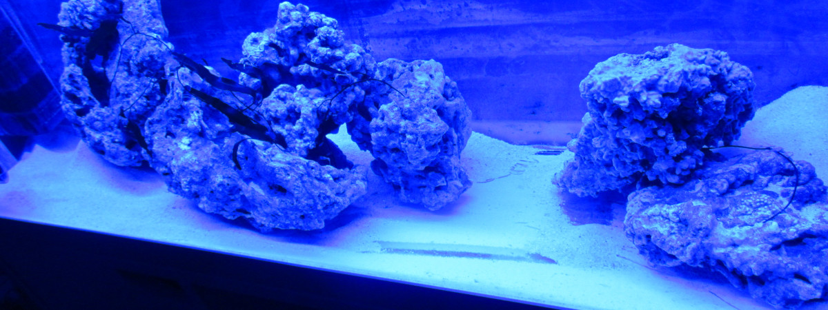 aquarium bac marin petit herbier algale