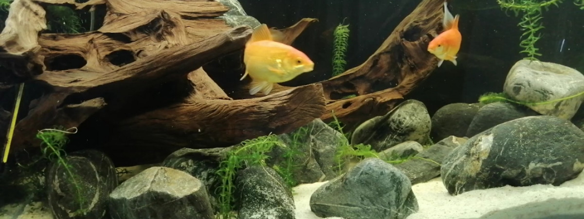 aquarium 360l poisson rouges comète