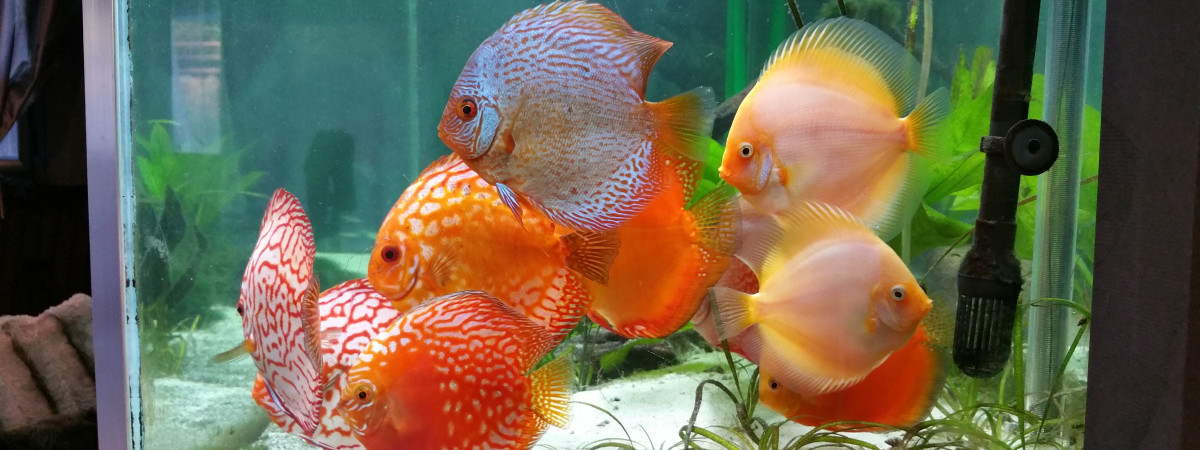 aquarium bac discus