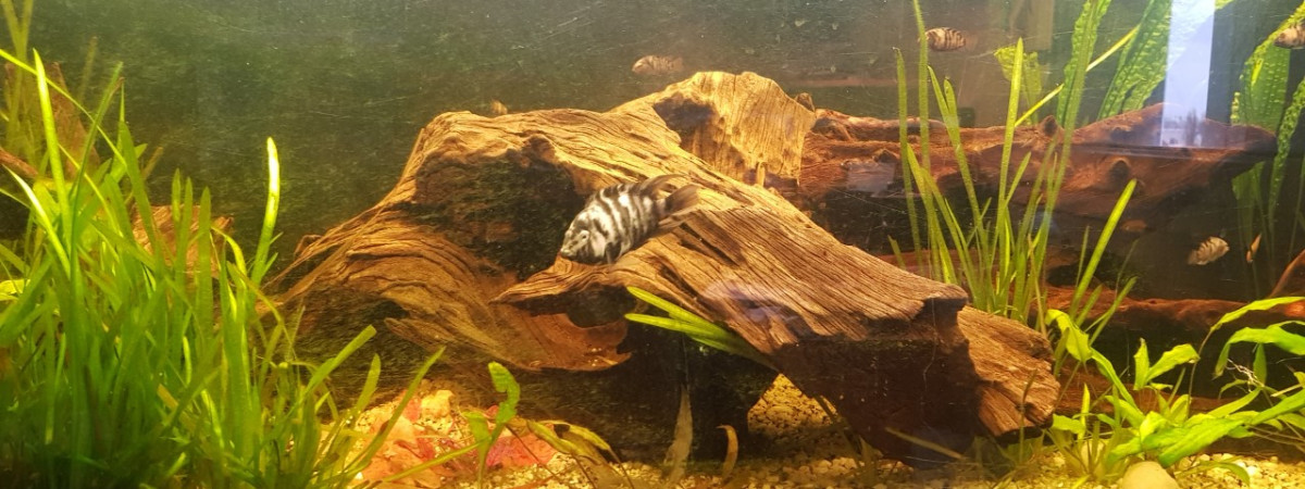 aquarium cichlide
