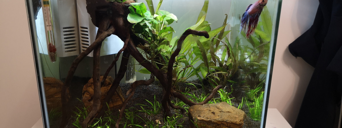 aquarium Aquascaping betta