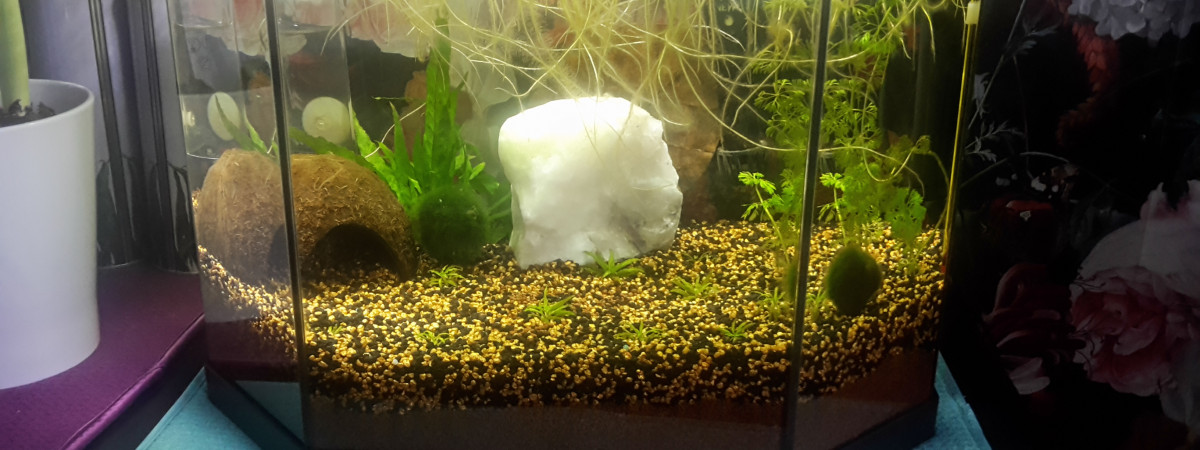 aquarium Mon 1er aquarium