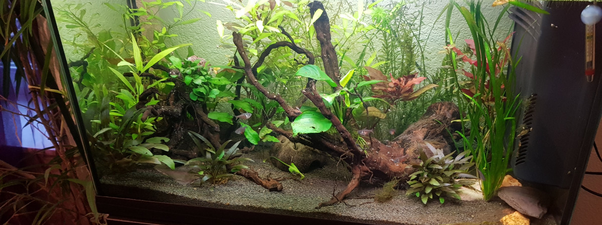 aquarium Petit aquarium