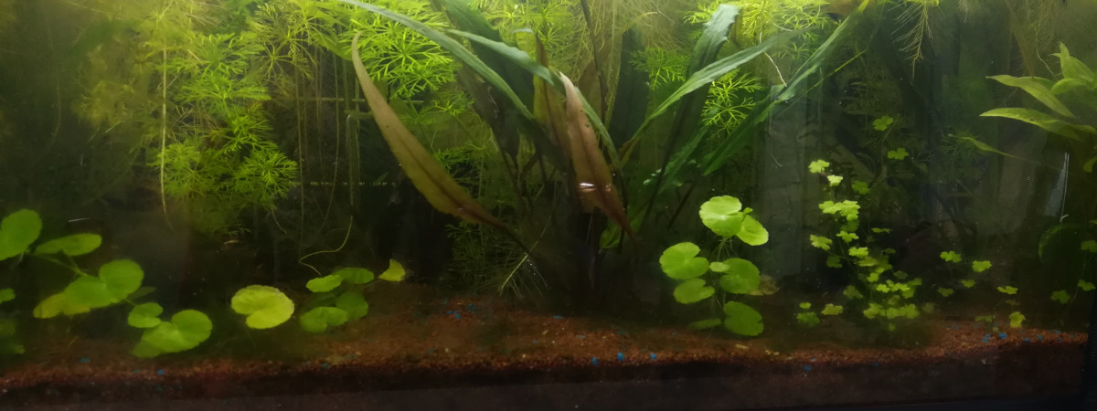 aquarium Crevettes