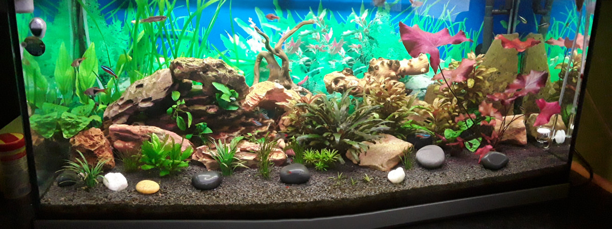 aquarium Aqua rit femme