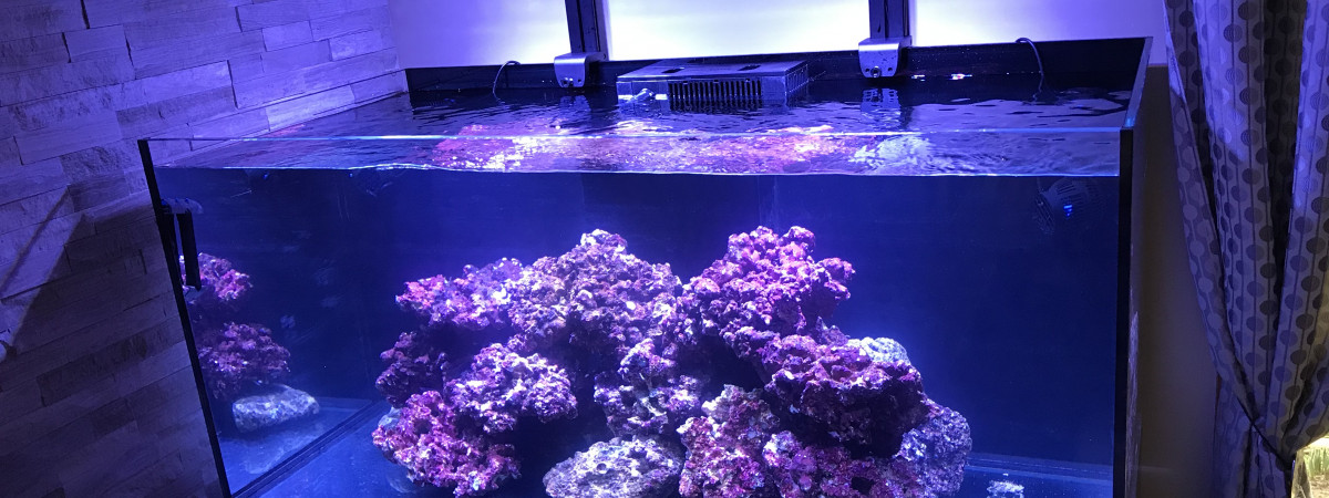 aquarium le monde de NEMO