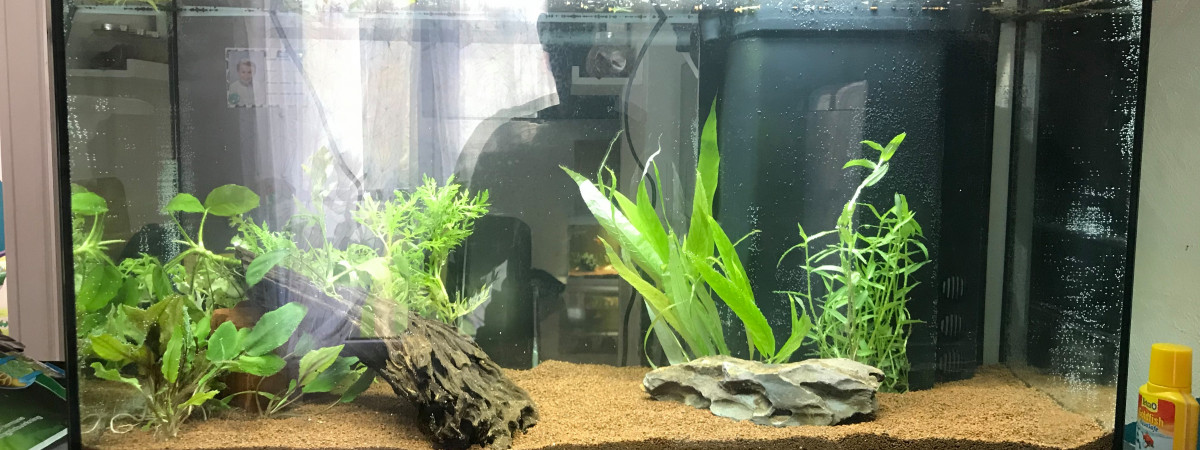 aquarium 02.2020 - Aquarium 100 Litres