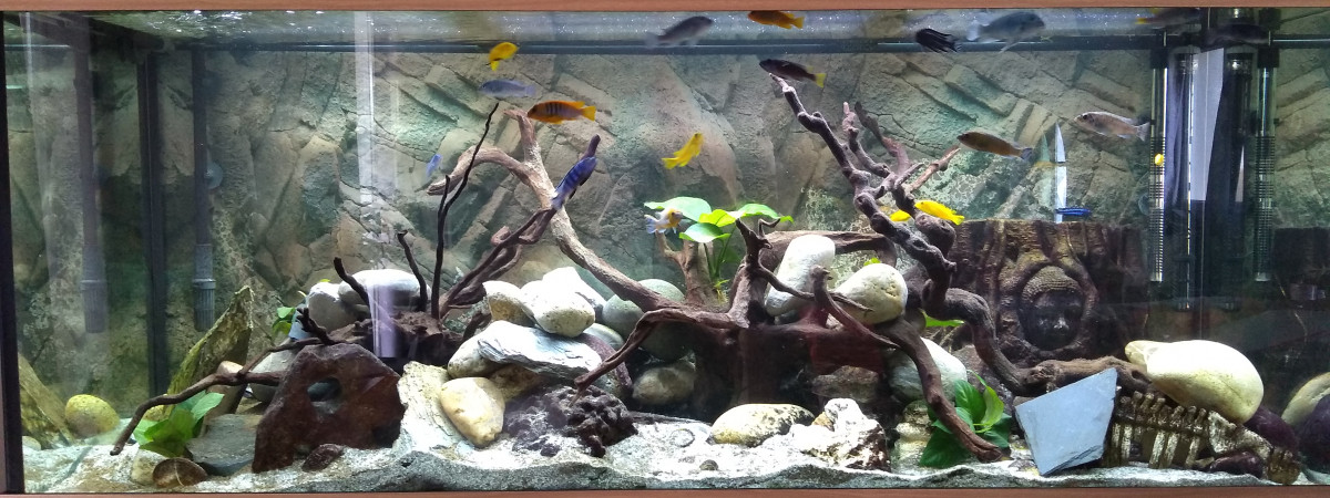 aquarium Malawi mbunas