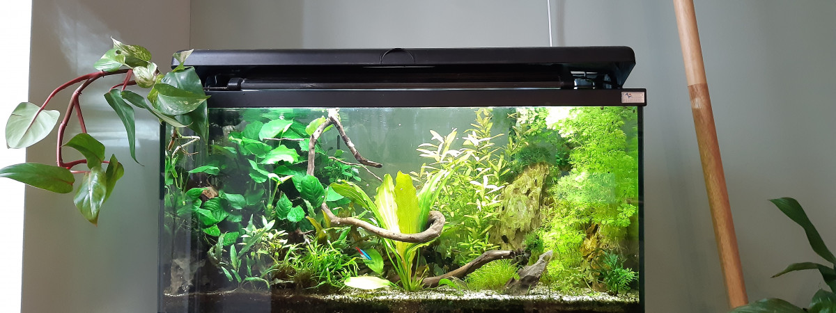 aquarium Anubia Wall