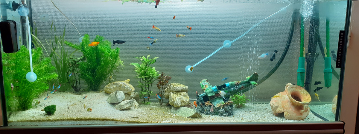 aquarium Aquarium Principal