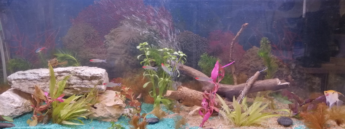 aquarium aqua 120