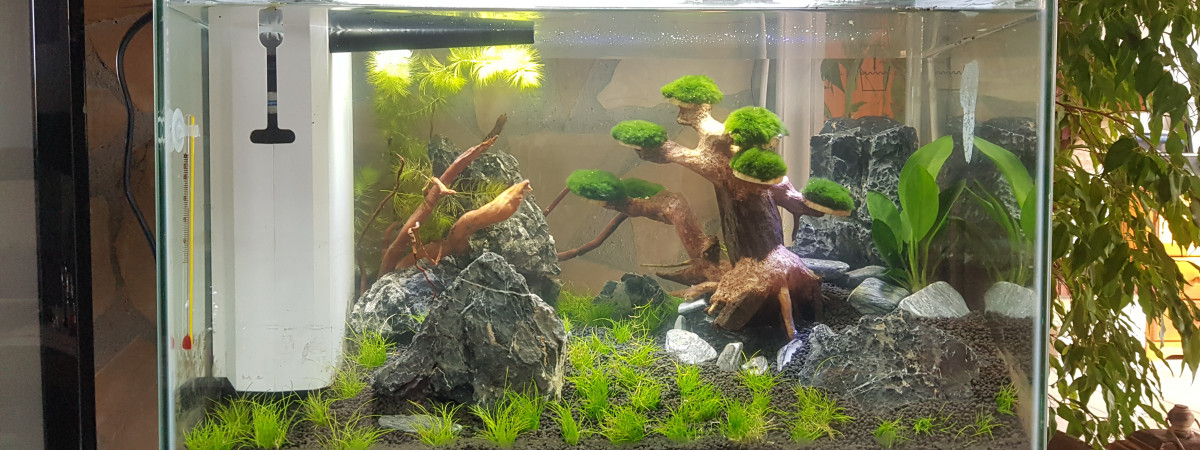 aquarium Aquascaping 60L