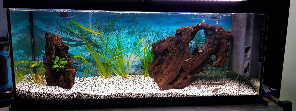 aquarium Aquarium  communaitaire 120l