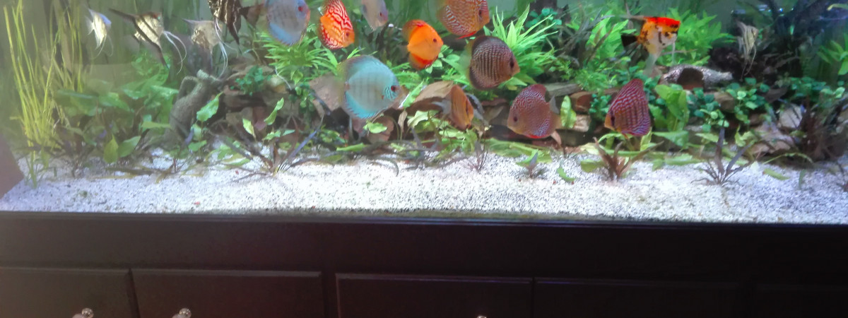 aquarium mon 1400 litres
