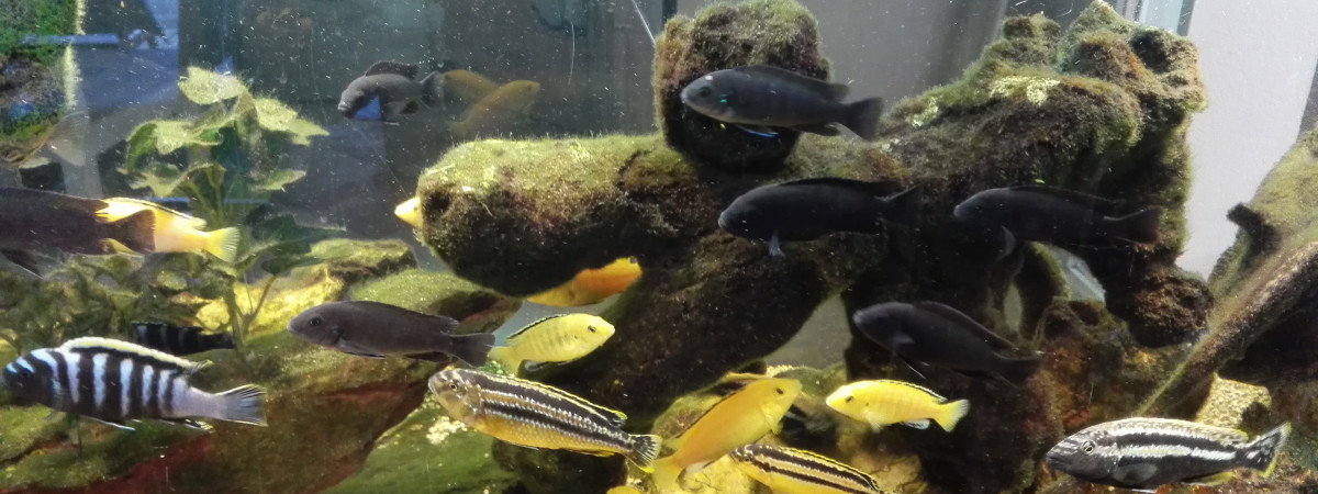 aquarium Emsemble africain