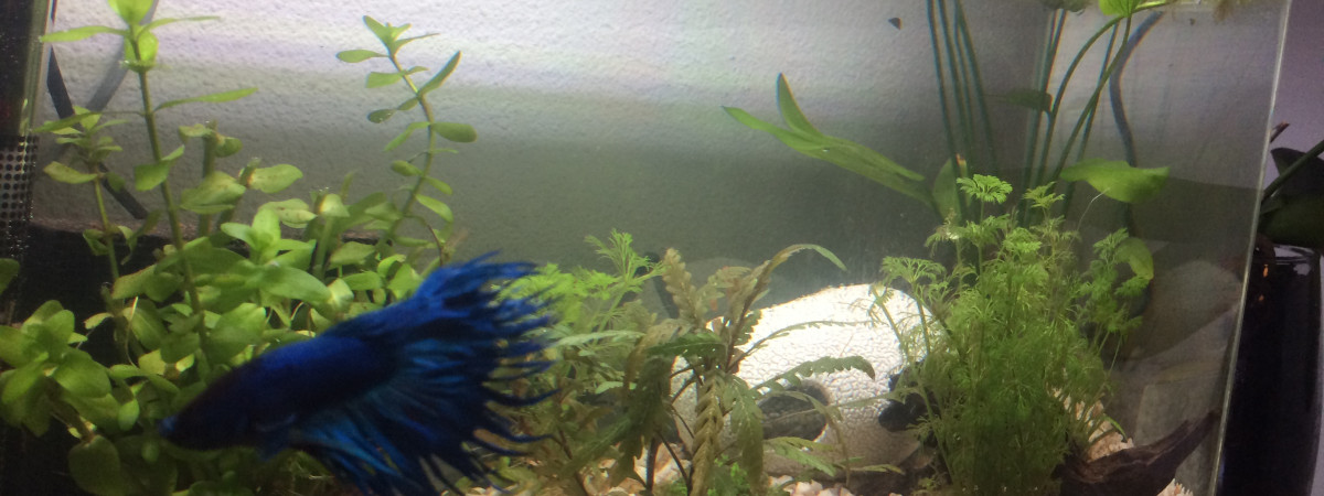 aquarium Biotop tropical