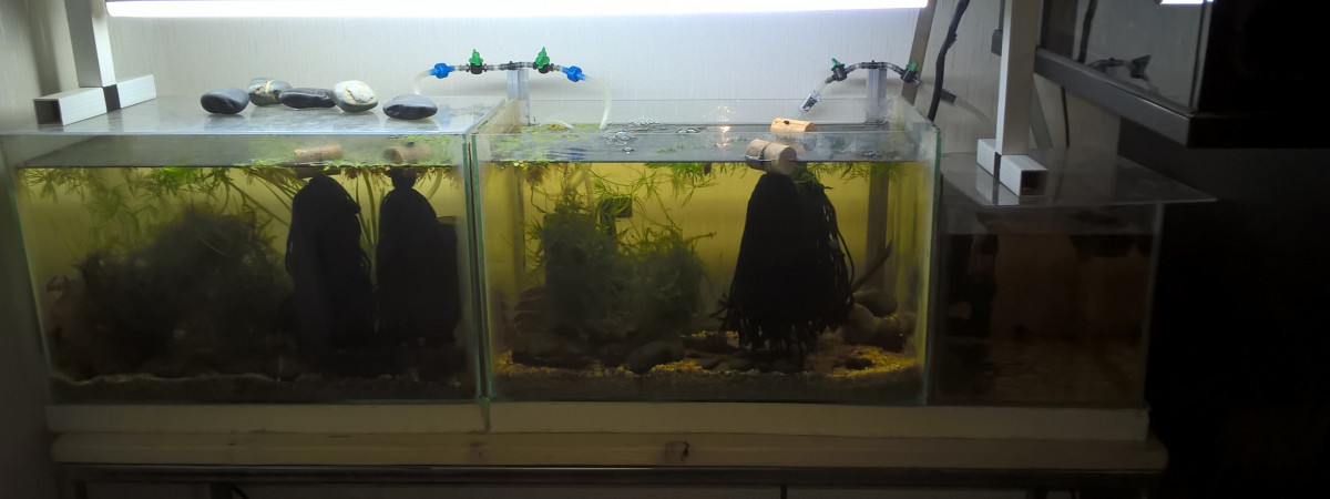 aquarium table a killis