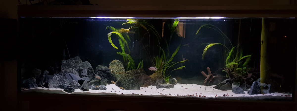 aquarium Tanga
