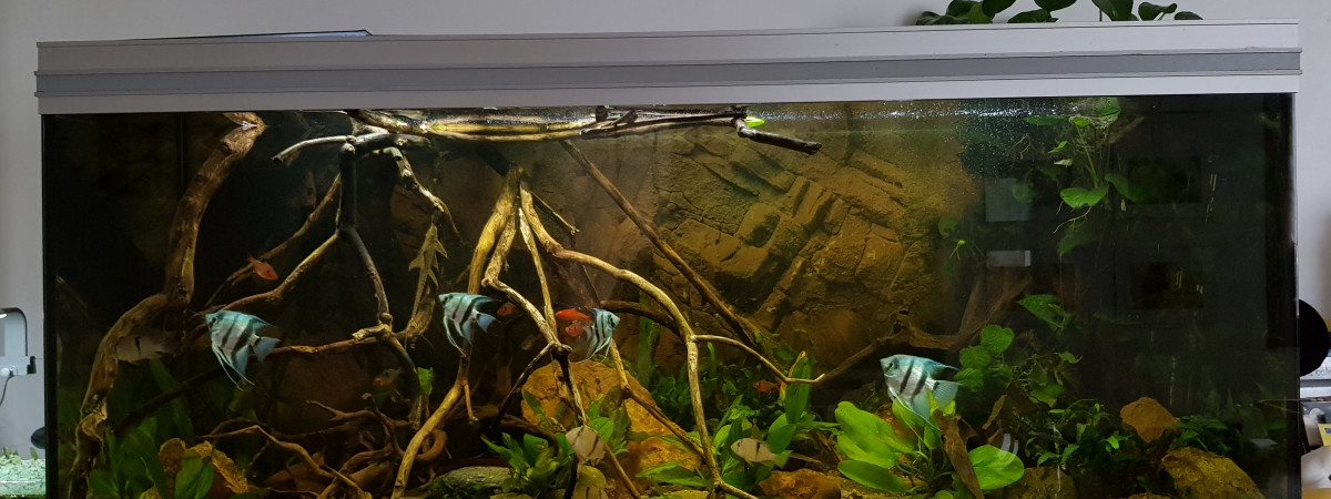 aquarium Amazonien