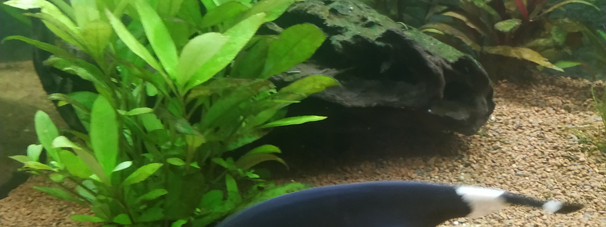 aquarium Nouveau bac