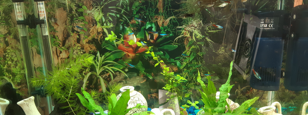 aquarium Communautaire
