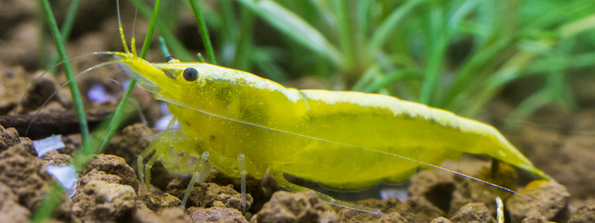 aquarium Mizabitch