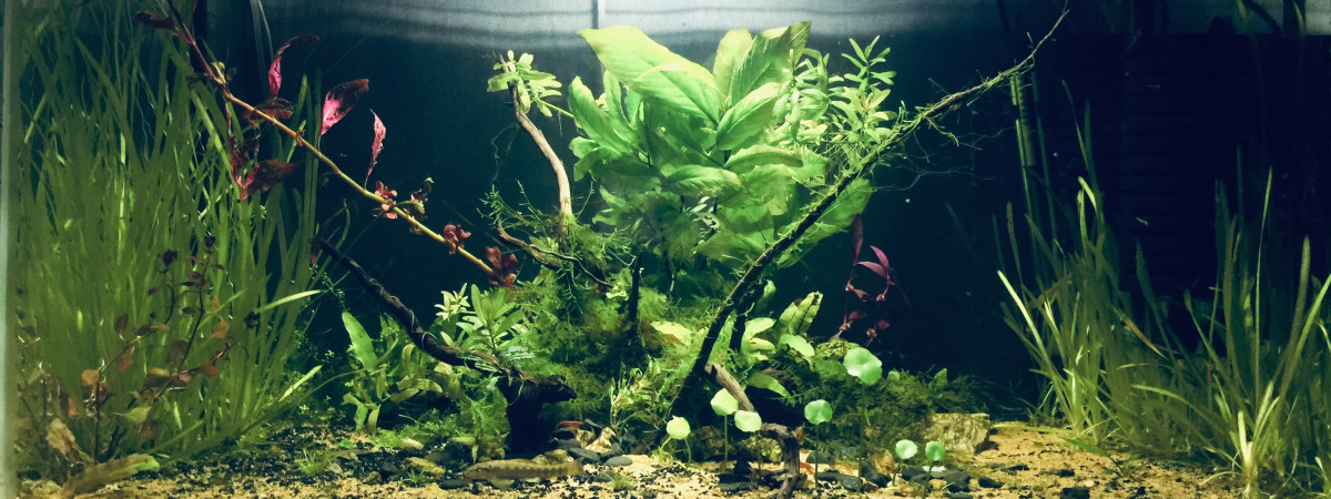 aquarium Nouveau 4