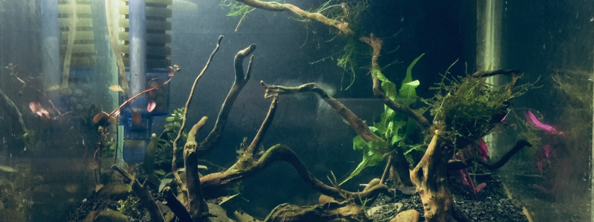 aquarium Na Style 1