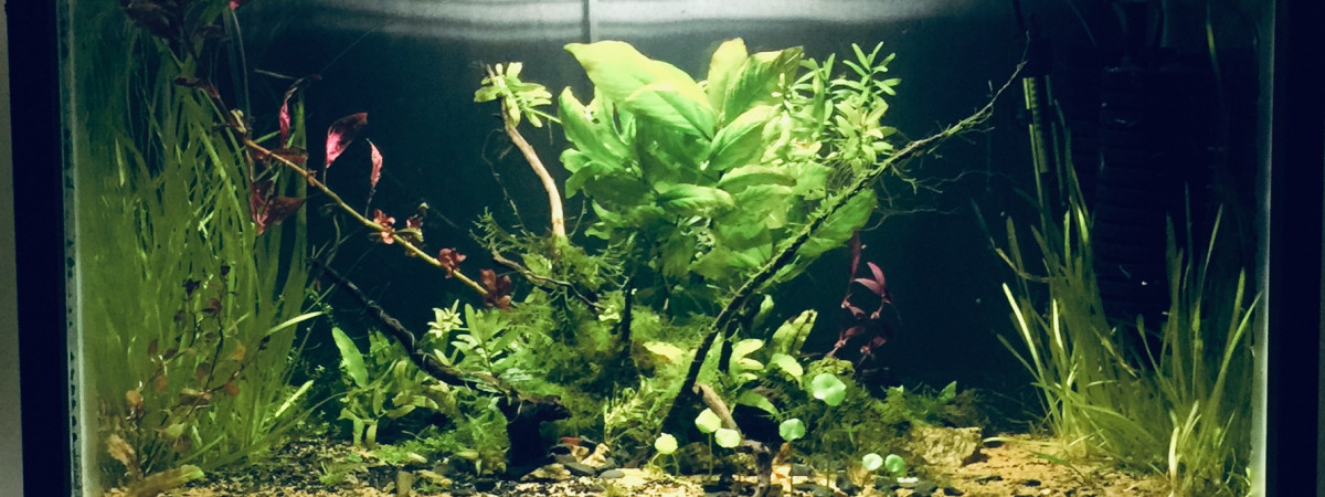 aquarium Plantes aqua dry
