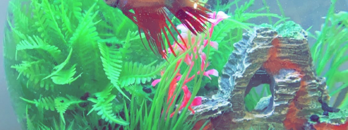 aquarium Cascade Glode