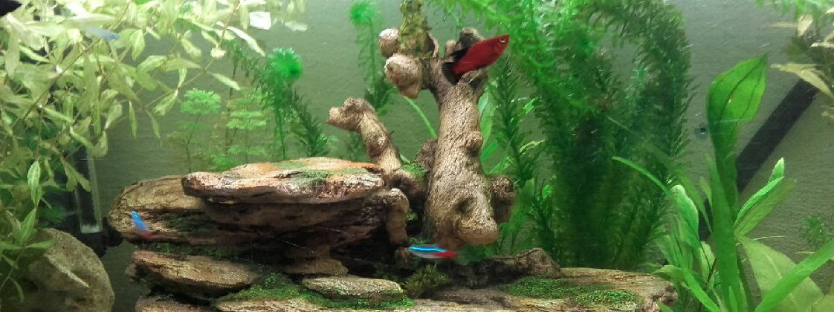 aquarium PGM