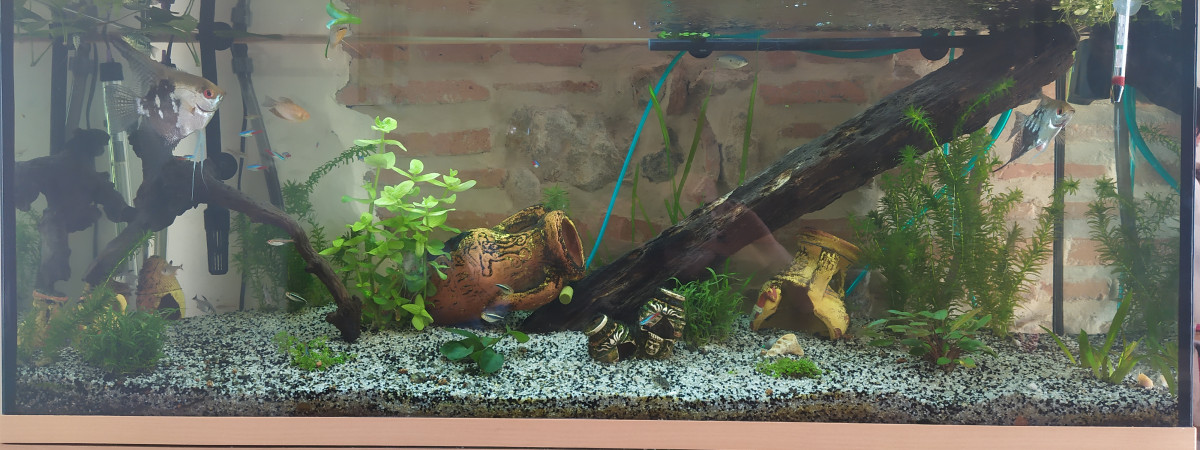 aquarium Eau douce