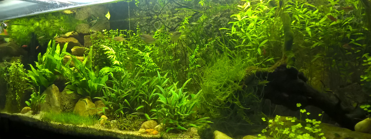 aquarium asiatique