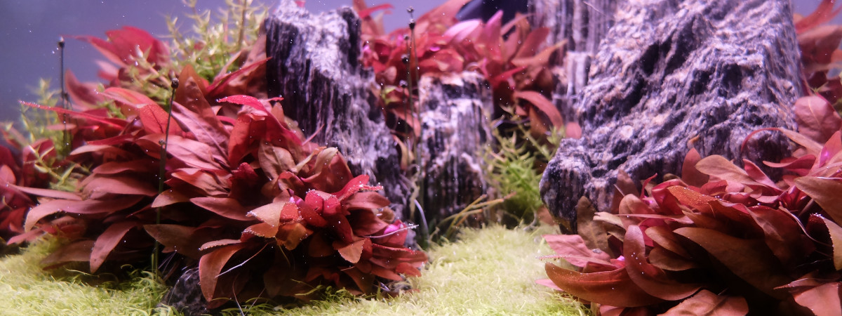 aquarium Iwagumi 80L