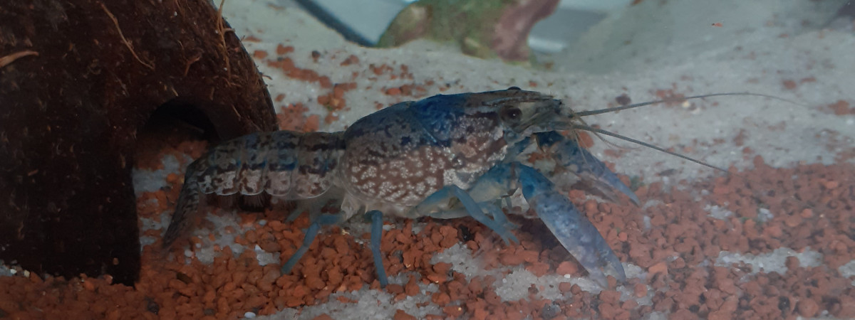 aquarium écrevisse