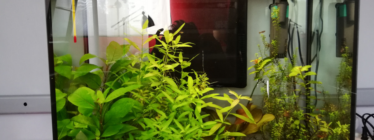 aquarium Aquarium de guppys