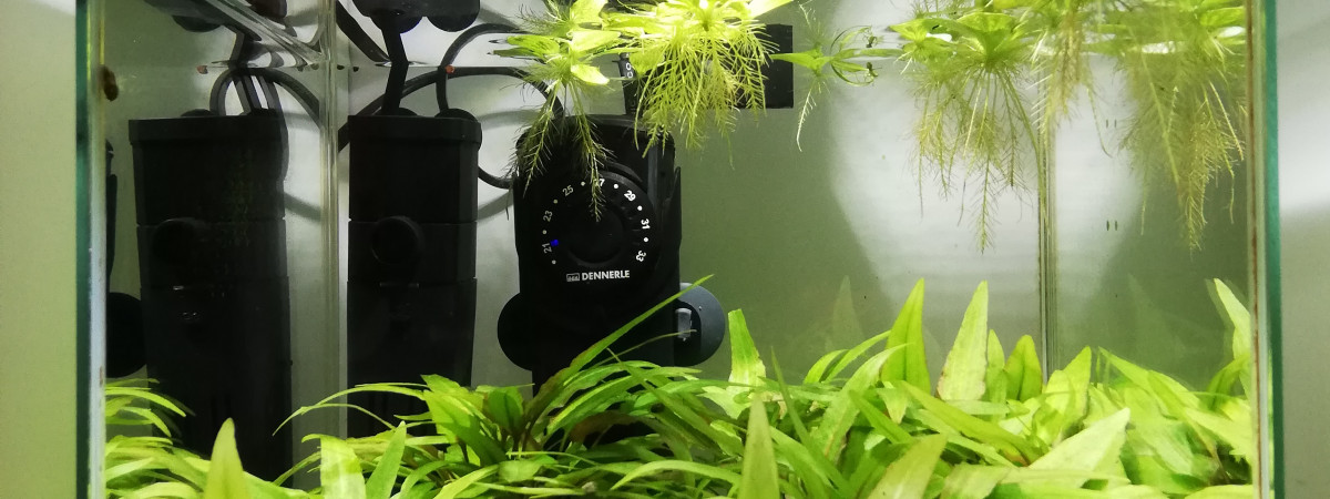 aquarium Aquarium de crevettes
